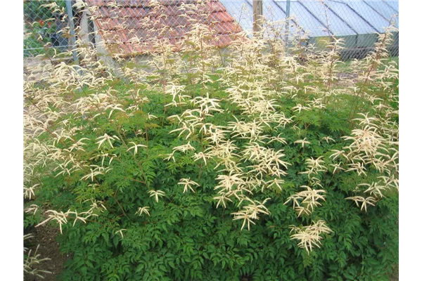 Aruncus aethusifolius Zwerg Geißbart Bamberger Staudengarten Strobler