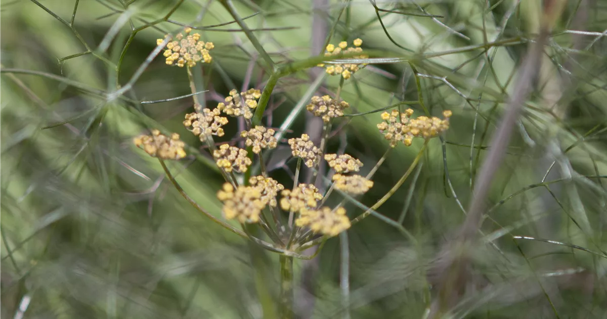 Foeniculum Vulgare Atropurpureum Dunkelbl Ttriger Garten Fenchel