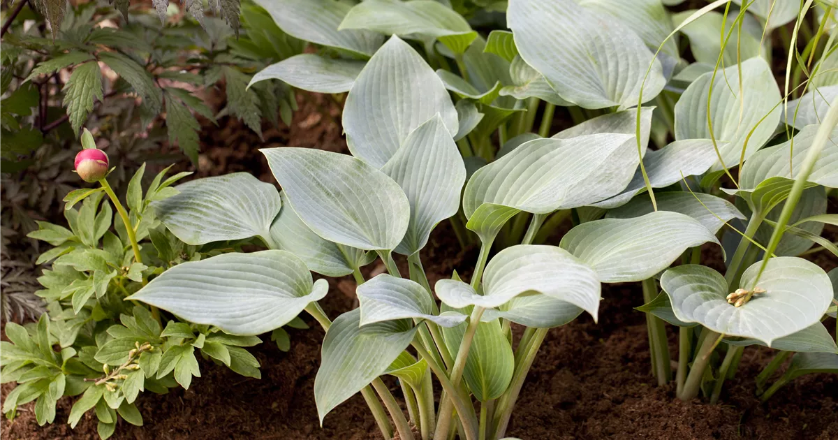 Hosta X Tardiana Halcyon Graublaue Garten Funkie Halcyon