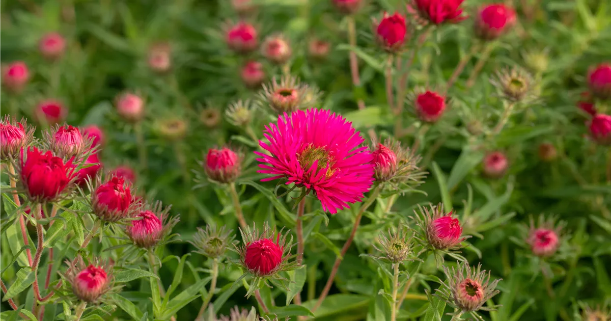 Aster Novae Angliae Alma P Tschke Garten Raublatt Aster Alma