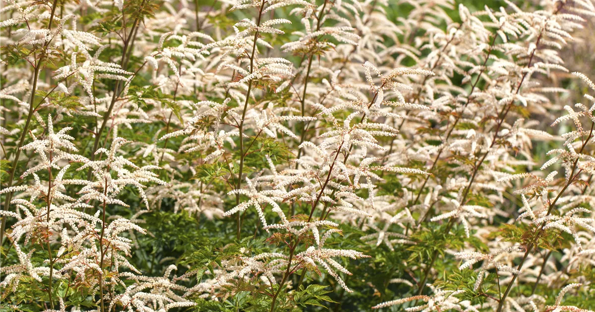 Aruncus aethusifolius Johannisfest Kleiner Geißbart Johannisfest