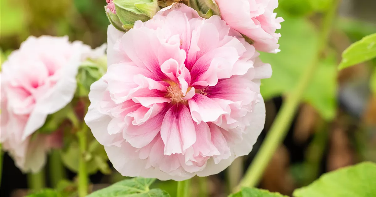 Alcea Rosea Pleniflora Chaters Rosa Gef Lltbl Hende Garten