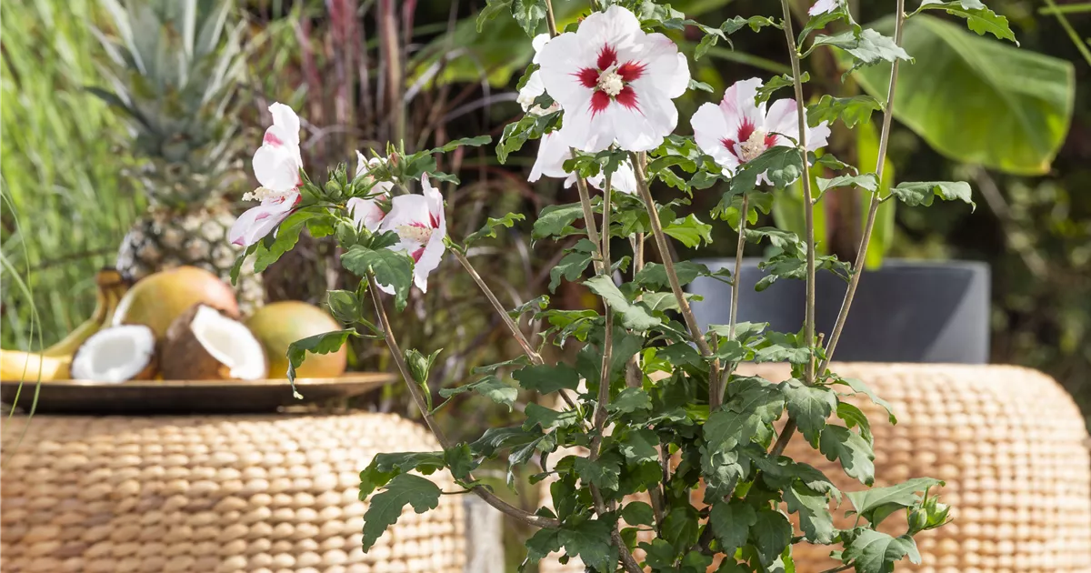 Hibiscus Moscheutos Old Yella R Garten Roseneibisch Old Yella