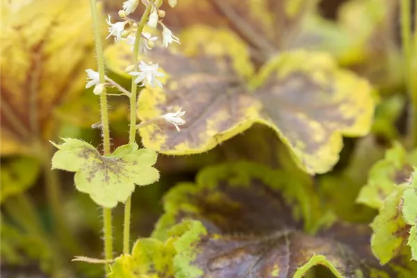 Garten-Bastardschaumblüte 'Solar Eclipse'®