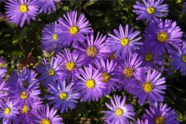 Garten-Sommer-Aster 'Blue King'