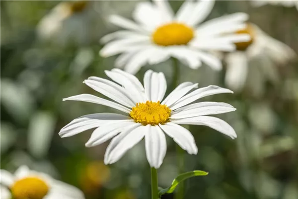 Großblumige Garten-Margerite 'Gruppenstolz'