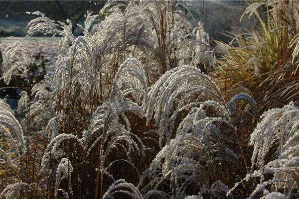 Garten-Chinaschilf 'Sioux'