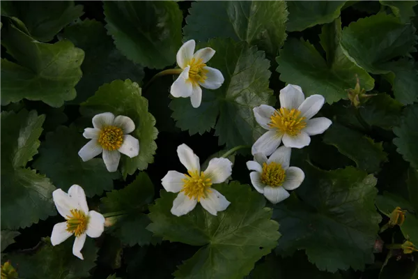 Weißblühende Sumpf-Dotterblume