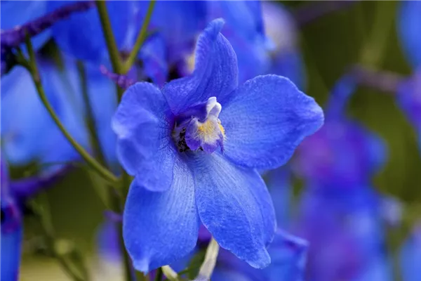 Verzweigter Garten-Rittersporn 'Sternenhimmel'