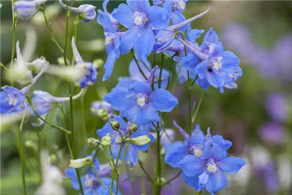 Verzweigter Garten-Rittersporn 'Cliveden Beauty'