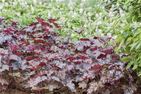 Garten-Silberglöckchen 'Rachel'