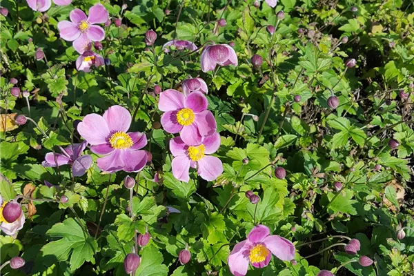 China-Herbst-Anemone 'Praecox'