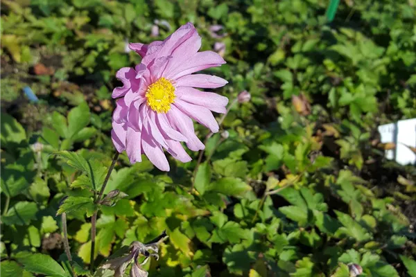 Garten-Herbst-Anemone 'Rotkäppchen'