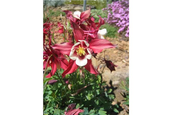 Langspornige Garten-Akelei 'Red Hobbit'