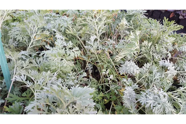 Silbriger Garten-Wermut 'Lambrook Silver'