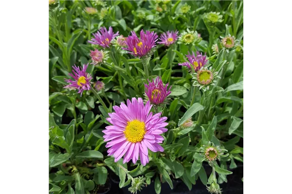 Niedrige Garten-Aster 'Happy End'