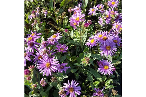 Garten-Sommer-Aster 'Lady Hindlip'