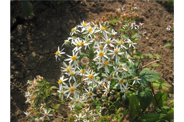 Sperrige Aster