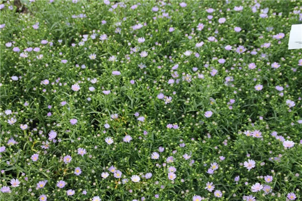 Garten-Myrten-Aster 'Blue Wonder'