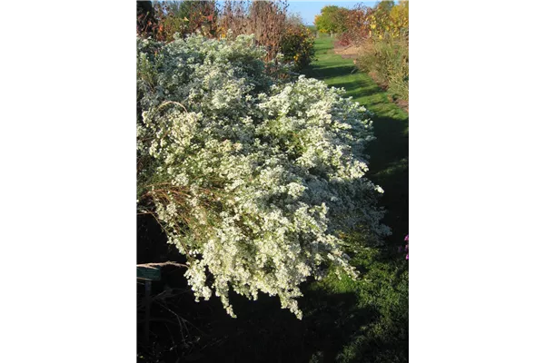 Garten-Myrten-Aster 'Schneetanne'