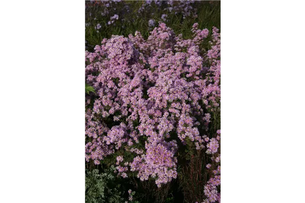 Garten-Myrten-Aster 'Pink Star'