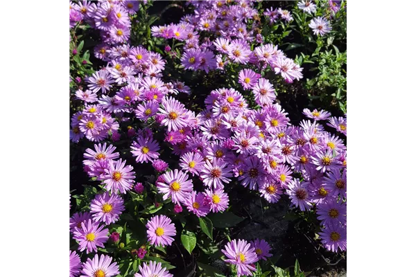 Garten-Kissen-Aster 'Rosenwichtel'