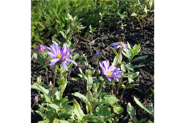 Sommer-Aster 'Jungfrau'