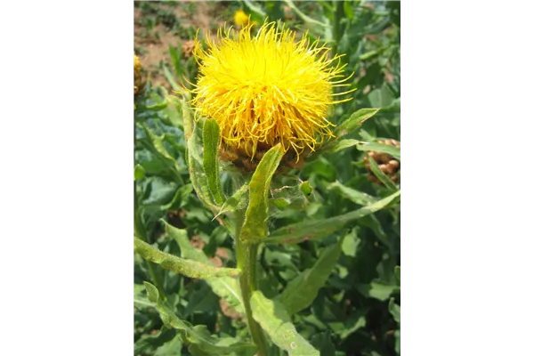 Gelbblühende Riesen-Flockenblume