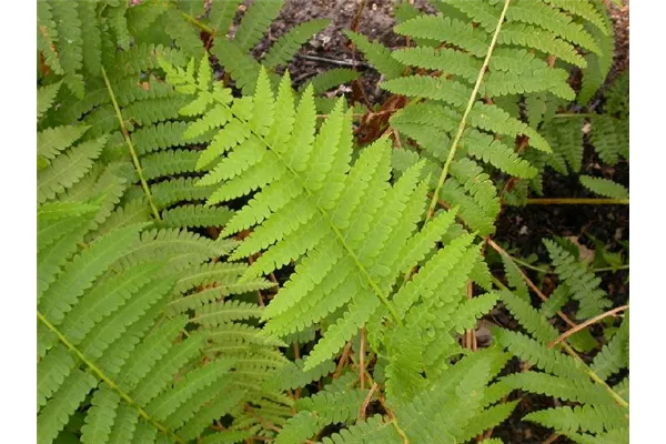 Garten-Schellenbaum-Wurmfarn 'Barnesii'