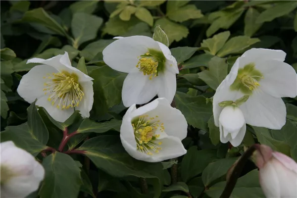 Frühblühende Garten-Christrose 'Praecox'