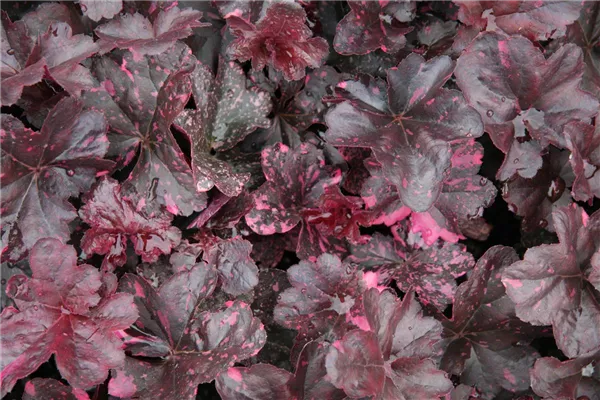 Heuchera X Cultmidnight Rose R Garten Silberglöckchen Bamberger