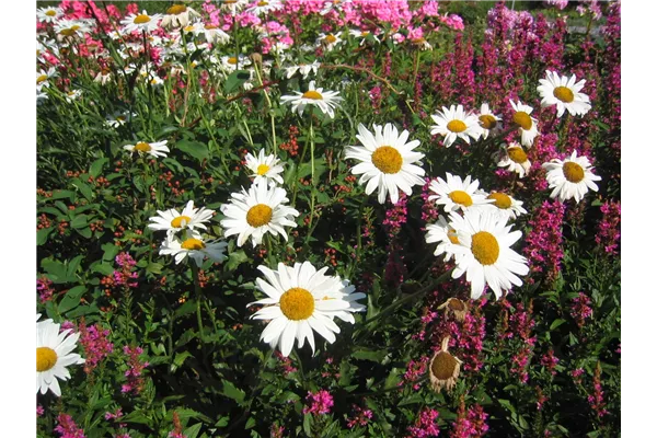 Großblumige Garten-Margerite 'Beethoven'