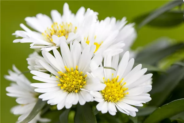 Garten-Teppich-Aster 'Snow Flurry'