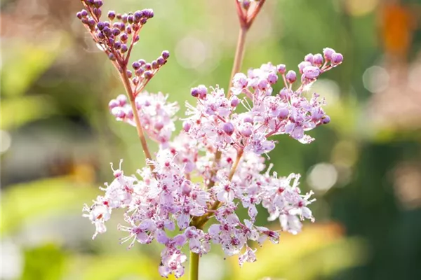 Garten-Mädesüß 'Venusta'