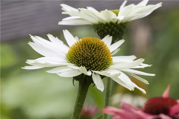 Garten-Scheinsonnenhut 'Virgin'