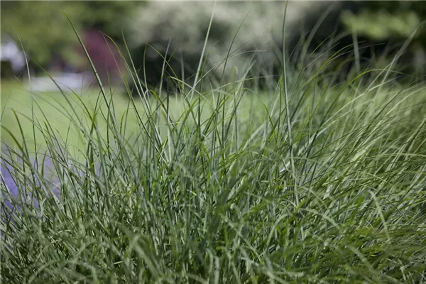 Garten-Schmiele 'Goldgehänge'