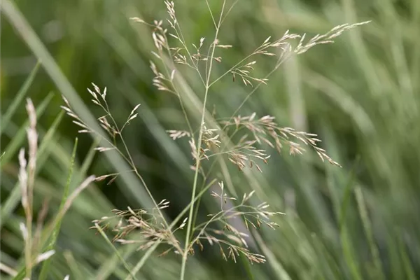 Späte Garten-Schmiele 'Tardiflora'