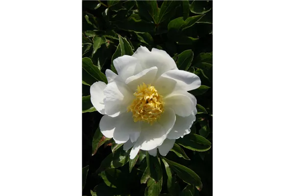 Garten-Pfingstrose 'White Wings'