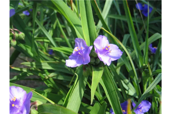 Garten-Dreimasterblume 