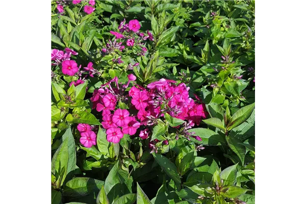 Hohe Garten-Flammenblume 'Kirchenfürst'