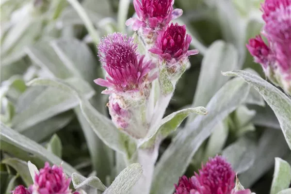 Garten-Katzenpfötchen 'Rubra'