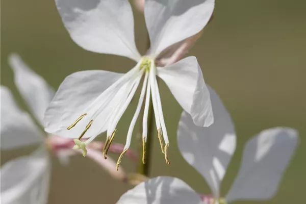 Garten-Prachtkerze 'Geyser White'