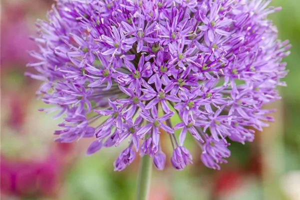 Garten-Zierlauch 'Globemaster'