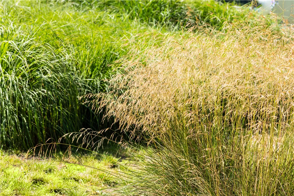 Deschampsia cespitosa deals