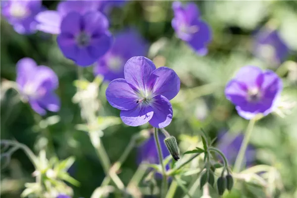 Garten-Storchschnabel 'Brookside'