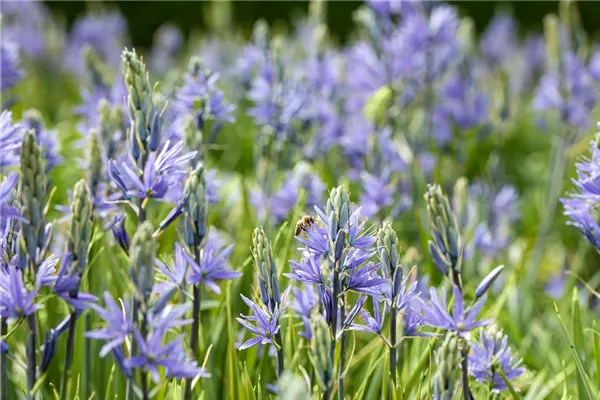 Leichtlin-Prärielilie 'Blue Heaven'