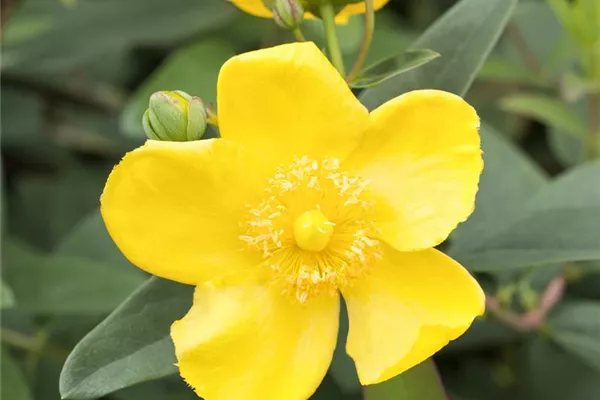 Großblumiges Johanniskraut 'Hidcote'