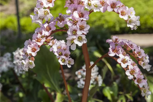 Garten-Bergenie 'Bach'