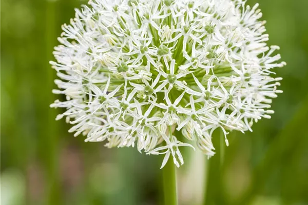 Riesenzierlauch'Mont Blanc'