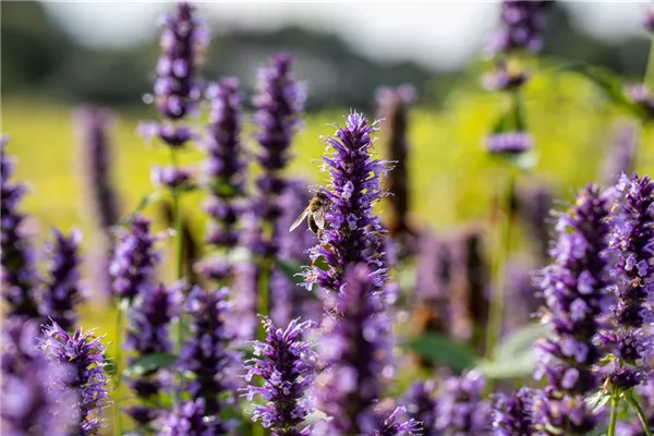 Garten-Duftnessel 'Black Adder'®